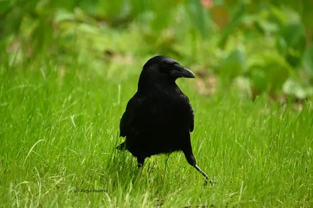 Rabenkrähe (Corvus corone) beim "Tanztraining" (Foto: Katja Woidtke)

Ich würde den hoch intelligenten Tieren durchaus einen Cha-Cha-Cha zutrauen. 😉 | Foto: Katja Woidtke