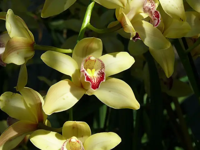 Eine Cymbidium-Orchidee