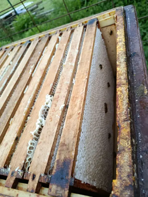 Die mit Wachs verdeckelten Honigwaben werden in Kisten verstaut