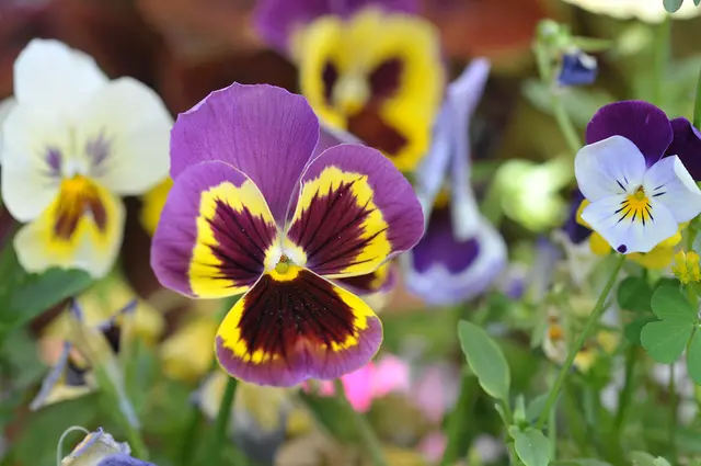 Nicht immer nur Orchideen. Da dachte ich mir, Stiefmütterchen sind auf Fotos doch auch ganz reizvoll.