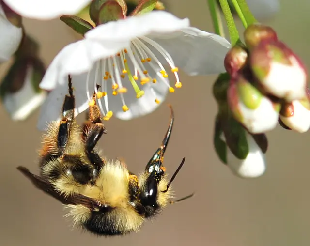 Honig wohnt in jeder Blume, Freude an jedem Orte. Man muss nur, wie die Biene, sie zu finden wissen!
(Heinrich von Kleist)
 | Foto: Günter Presnitz