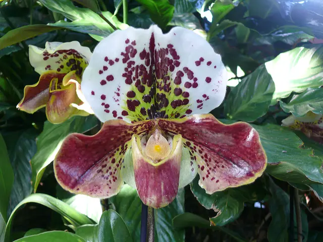 Frauenschuh-Orchidee