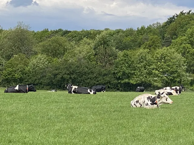 Kühe auf der Weide