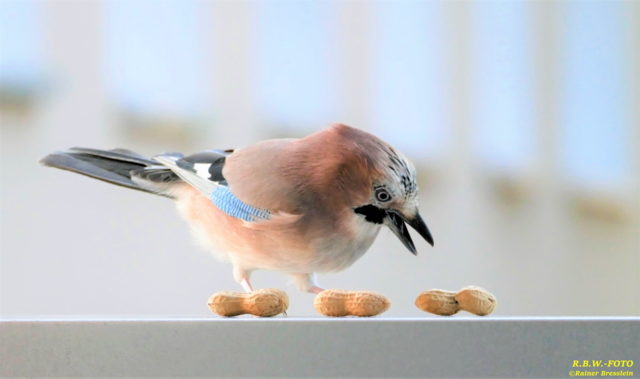 Foto: ©Rainer Bresslein - Wattenscheid