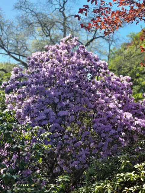 APRIL APRIL...
der macht was er will...

und die Essener´ GRUGA ...
die auch♥♥♥
Dieser PARK strahlt und blüht, wie er  M A G ♥

April 2026@AnastasiA