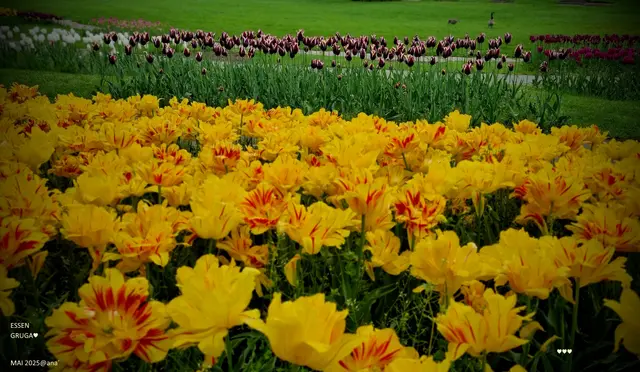 FARBENPRACHT
im MAI 2025 ♥♥♥

HEIMAT
Essen
GRUGA-Park♥

I LOVE IT!

:-)

--------------------2025@AnastasiA