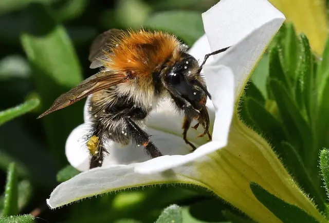 Hier noch ein Foto zum "Tag der Biene"