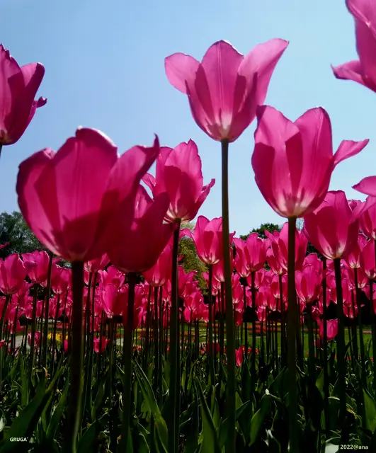 PRETTY in PINK♥

auch im APRIL 2022
war es wunder, wunder, wunderschön
im ESSENER GRUGA-PARK♥

Home sweet HOME
Our HOME is pink:-)
crazy

------------2022@AnastasiA
