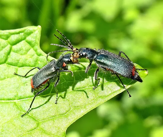 Zweifleckige Zipfelkäfer (Malachius bipustulatus) | Foto: GvMeegen