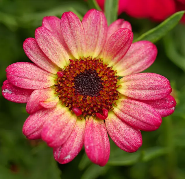 Freihand mit 60mm Macro Objektiv