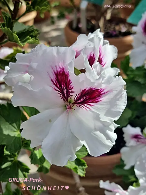 ... SCHÖNHEITEN
im Essener´ GRUGA Park und in den
GRUGA PARK- (Tropen-) Gewächshäusern usw
mit dieser BLÜTE 
möchte ich allen HIER

ein stressfreies schönes gesundes
FROHES Pfingstfest wünschen♥♥♥

MAI 2026@AnastasiA
