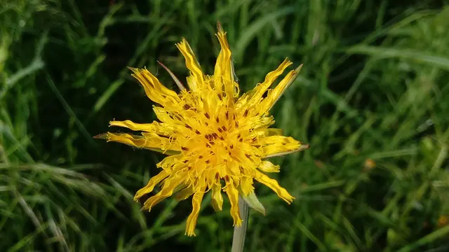 Östlicher Wiesenbocksbart: Die goldgelben Blüten öffnen sich morgens bei schönem Wetter um etwa 8 Uhr und schließen sich meist schon gegen 11:00 Uhr. Bei schlechtem Wetter bleiben sie geschlossen. Er wird im englischen Sprachraum und in historischen Aufzeichnungen deshalb auch treffend als "John-go-to-bed-at-noon" bezeichnet. | Foto: Volkmar Brockhaus 