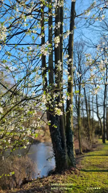 SEUFz´...
HITZE-Frühling
HITZE-Sommer
HITZE-Spätsommer...🥵

puuuhhh...

ein dezent heiter 
bis wolkig + sonniger☀️FRÜHLING 
und oder VOR-Sommer zwischen 
März und Anfang Juni würde mir reichen!
Temperaturen zwischen 15 und maximal 23, 24, 25 Grad!

SO, wie Mitte und Ende MÄRZ des letzten Jahres...
schööön´💚🤗💚
Das Bild zeigt meine Heimat
im Essener Süden, Essen-Werden
an der Ruhr♥
Frühlingserwachen...

schöner Spaziergang
schöne Heimat 
schöner Tag 
🤍
März 2025
(alles ohne AUTO, nur zu Fuß in Essen unterwegs, 
und nein, leider wohne ich NICHT mehr dort in Werden...!)
@AnastsiA