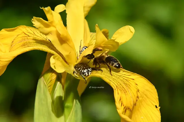 Insektentreffen in der Blüte einer Sumpf-Schwertlilie (Iris pseudacorus) (Foto: Katja Woidtke)

Pollen-Party mit Trauer-Rosenkäfern und Honigbiene  | Foto: Katja Woidtke