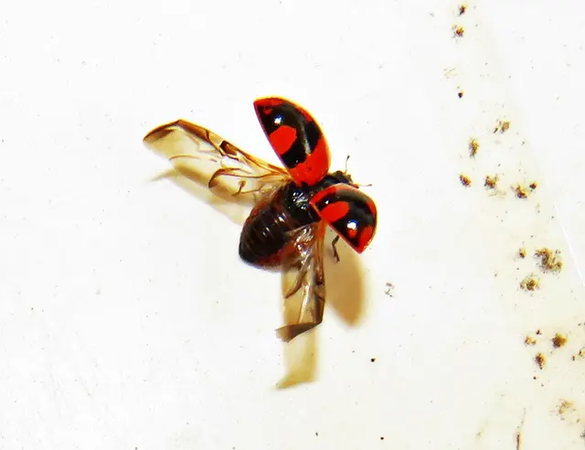 Zweipunkt-Marienkäfer (Adalia bipunctata) mit besonderer Zeichnungs- und Farbvariante | Foto: GvMeegen