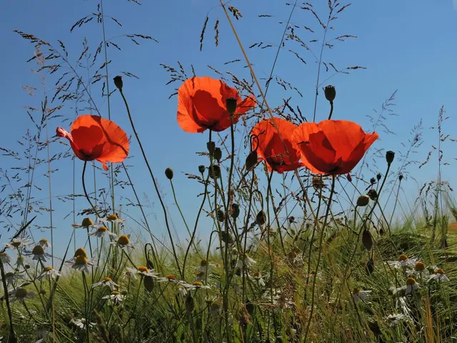 "Der Juni ist ein von der Natur geschriebenes Liebeslied." (Patience Strong) | Foto: Günter Presnitz