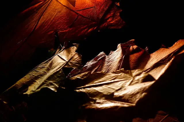 Fotografie. Fotografiert in Foto Technik scharf / unscharf von Herbst Blätter. | Foto: Jörg Schubert - #schubertj73