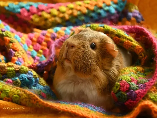 Meerschweinchen Haustier