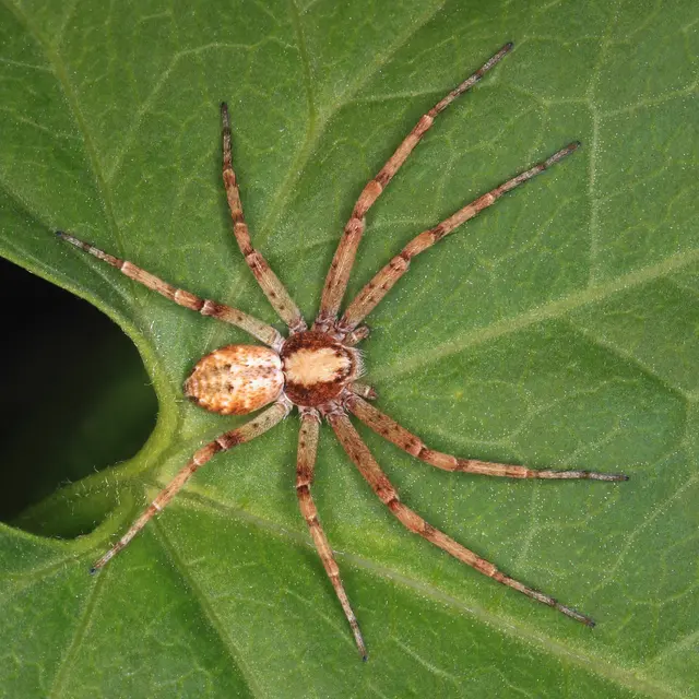In der Ligusterhecke auf einem Zaunwindenblatt auf der Lauer. Als Ansitzjäger sitzt er auf Blättern und Ästen und wartet auf Beute. Eine Spinne aus der Familie der Laufspinnen (Philodromidae). Sie ist euryphag (nicht auf bestimmte Nahrung angewiesen), tagaktiv und jagt Gliederfüßer, die sie zu erbeuten vermag. Zu ihrem Beutespektrum zählen Insekten aber auch andere Spinnen die sie überwältigen kann. Es gibt mehrere Arten von Flachstreckern, die sich allesamt sehr ähnlich sehen, daher ist ist eine sichere Unterscheidung nur anhand genitalmorphologischer Merkmale möglich. Ich vermute, dass es sich hier um den Graubraunen Flachstrecker, Philodromus cespitum, handelt. | Foto: Volkmar Brockhaus