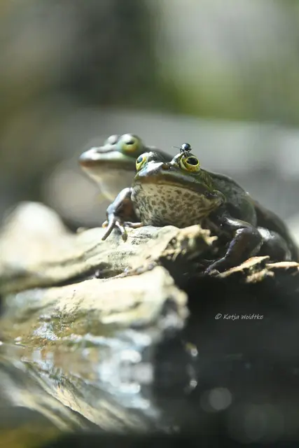 Coole Socke (Foto: Katja Woidtke)

Wie cool kann man sein? Den Frosch störte der Käfer scheinbar überhaupt nicht. Ich wartete auf einen schnellen Schnapp mit der klebrigen Foschzunge, doch er blinzelte nicht einmal. | Foto: Katja Woidtke