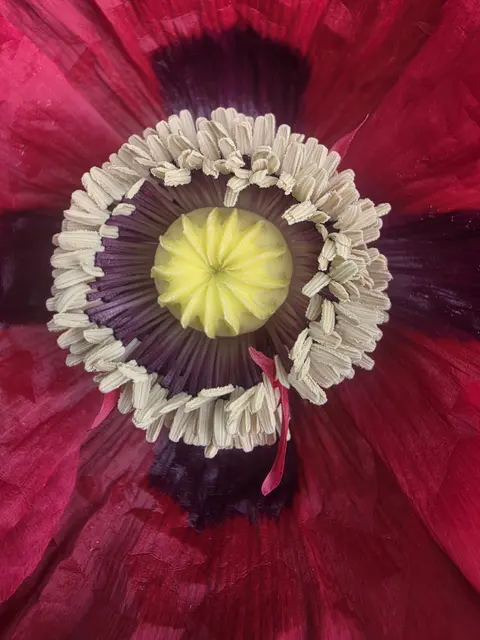 Die perfekte Blütenarchitektur dieser Mohnblüte wird unten rechts (5 Uhr) im 2. Staubblattring durchbrochen, indem dort 2 winzige rote Blütenblätter wachsen. Eine Laune der Natur.