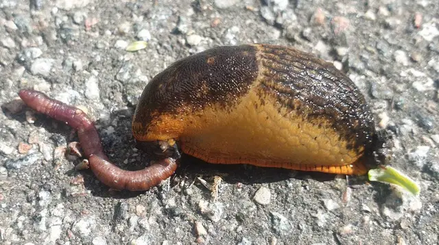 eine Schnecke verspleißt einen Wurm