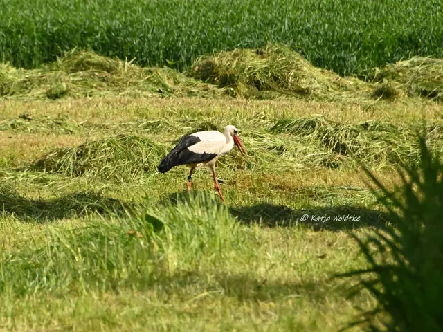 Weißstorch Klapperstorch Vogel