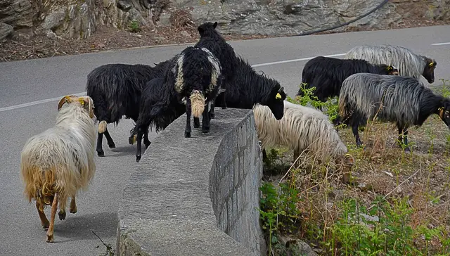 in den Bergen von Korsika sind die Schafe allein unterwegs