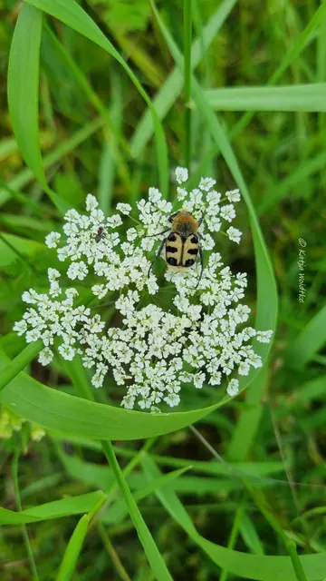 Insekten Pinselkäfer Käfer