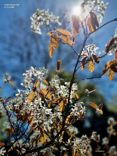 ob es gleich, am
FREIEN JUNI- SONNTAG 
auch mal´ wieder ein bisschen weniger REGEN, 
dafür aber viel viel mehr wundervolle 
S O N N E ♥♥♥ geben wird ???

würde mich freuen :-)

FOTO ist von Ende April 2026 
(ESSEN)@AnastasiA