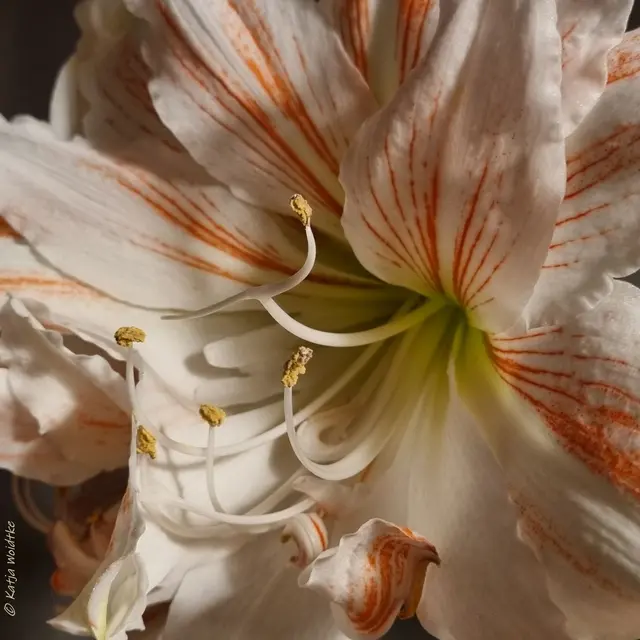 Amaryllis Sommerblüte Blüten