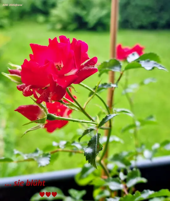 .... daaaa!
So langsam ...

meine kleine (Hecken-) R O S E 
... erblüht ...

sie will noch wachsen
groß und stark werden

... wie die L I E B E ♥♥♥

Juni 2026@AnastasiA