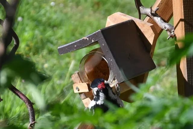 Buntspecht am Futterhaus