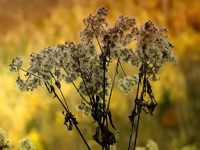 Blume