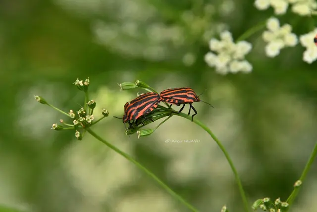 Wanzen Baumwanzen Streifenwanzen Graphosoma italicum