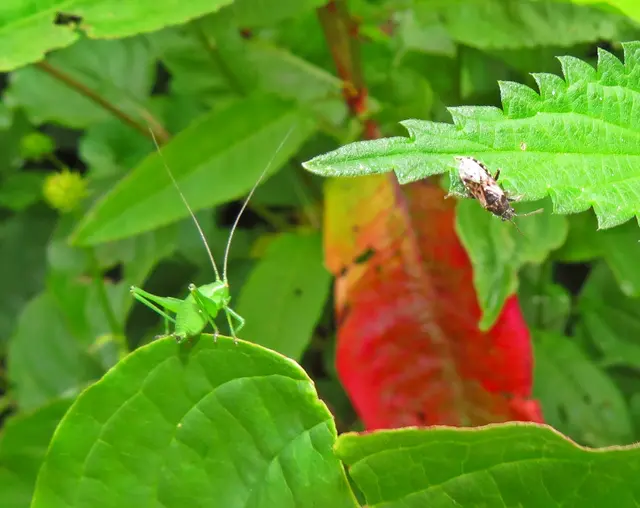 Li.: Punktierte Zartschrecke (Leptophyes punctatissima); Re.: Brennesselwanze (Heterogaster urticae) | Foto: GvMeegen
