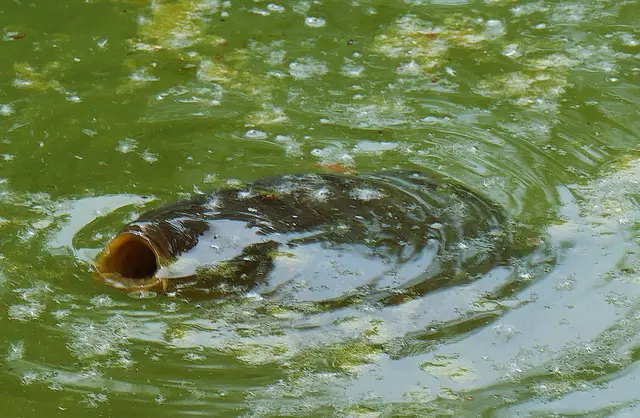 ... ob ihm der Sommerschnee (Pappelsamen), der sich vielfach auf dem Teich niederließ schmeckt bzw. bekommt?