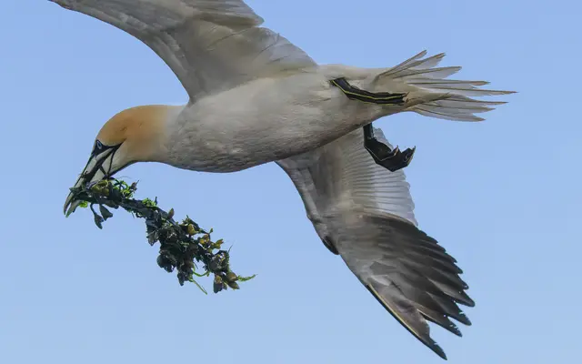 Schöner Wohnen ... könnte das Thema des Basstölpels sein. Die Tiere schaffen permanent weiches Material heran, um die Nester komfortabler zu gestalten. Habe beobachtet, wie die Vögel das Gras an entsprechenden Stellen herausrupfen.  | Foto: Roderich Gebel