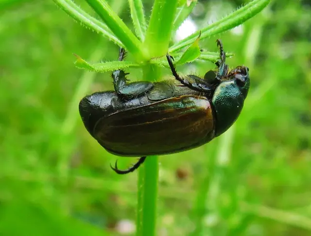 Der Kleine Julikäfer (Anomala dubia), Farbvariante grüner Halsschild | Foto: GvMeegen