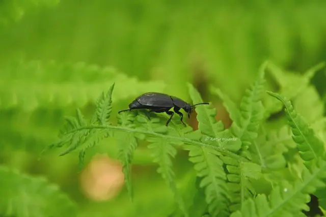Trauriger Aaskäfer Silpha tristis Silphidae Aaskäfer Insekten