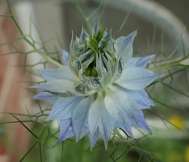 Ich liebe diese zarte, feine, pastellfarbene Blüte, zumal ich den Samen selbst geerntet und wieder ausgesät habe. 

