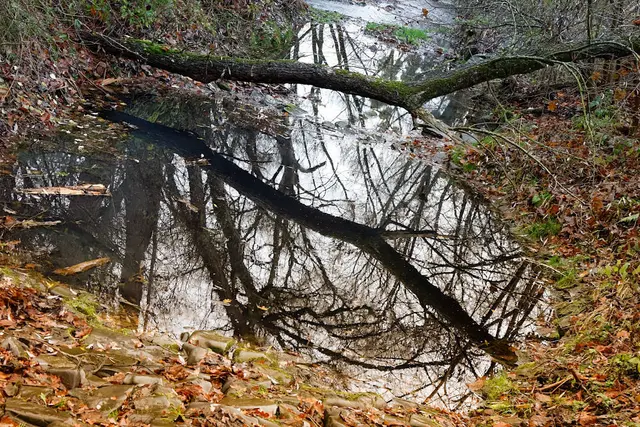 Fotografie. Fotografiert in Foto Technik scharf / unscharf von einer Baum Spiegelung. | Foto: Jörg Schubert - #schubertj73