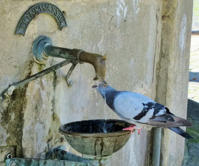 Am Naumburger Wenzelsbrunnen gibt es Trinkwasser für alle:).