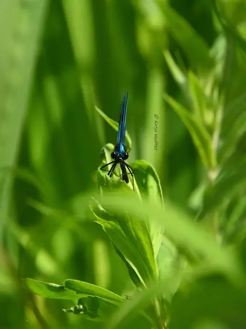 Insektensommer 2026 (Foto: Katja Woidtke)

Gebänderte Prachtlibelle (Calopteryx splendens) - diese Libellenart verzaubert durch ihren fast taumeligen Flug und ihre schillernden Flügel | Foto: Katja Woidtke