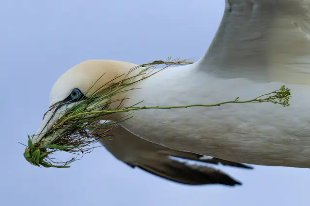 Gras vom Helgoländer Dealer - ein Basstölpel mit Nachschub | Foto: Roderich Gebel