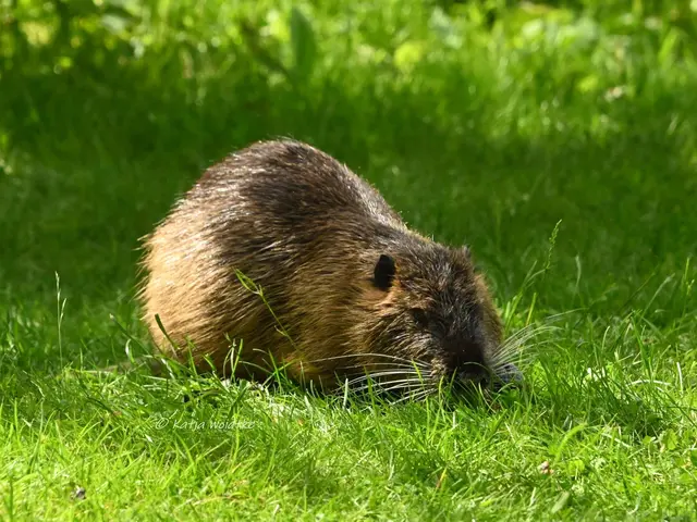 Nutria Nagetier Sumpfbiber