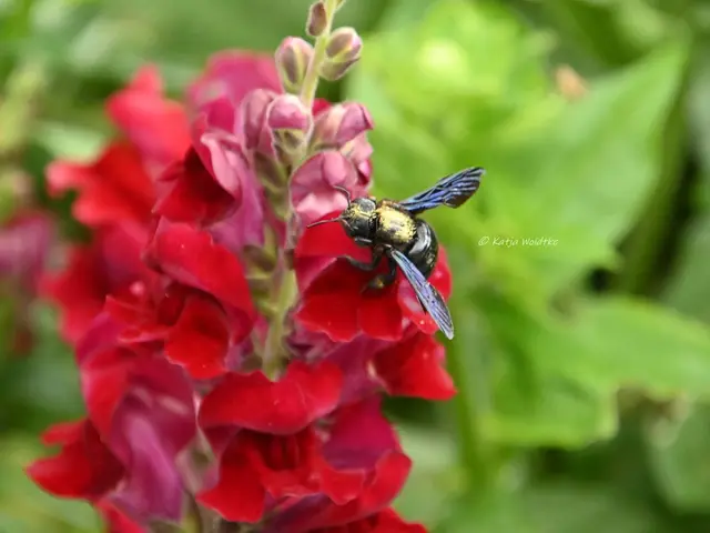 Blauschwarze Holzbiene Löwenmäulchen