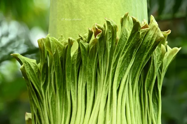 Blüte Titanenwurz
