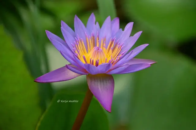 Seerose Blüte 