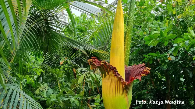 Titanenwurz Blüte Berggarten Herrenhausen 